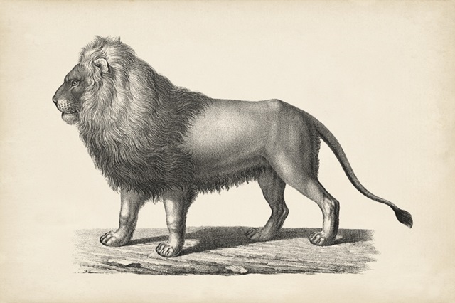 Brodtmann Lion