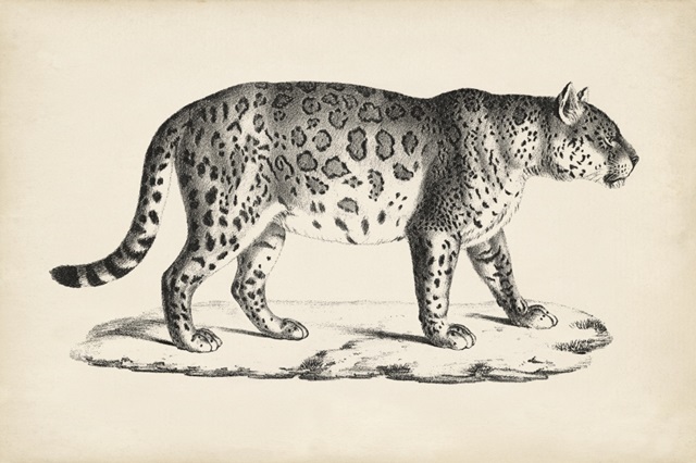 Brodtmann Male Leopard