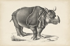 Brodtmann Rhinoceros