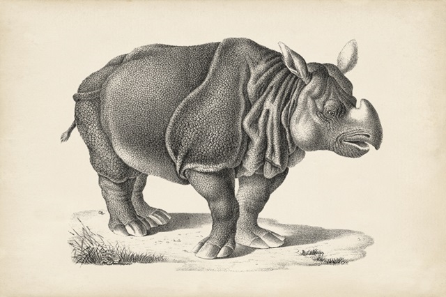 Brodtmann Rhinoceros