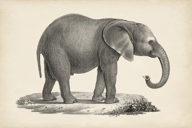 Brodtmann Young Elephant