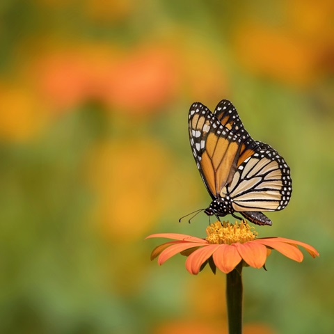 Butterfly Portrait IV
