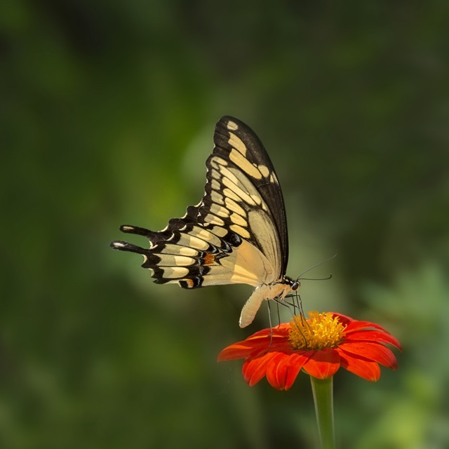 Butterfly Portrait V