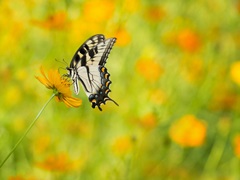 Butterfly Portrait VIII