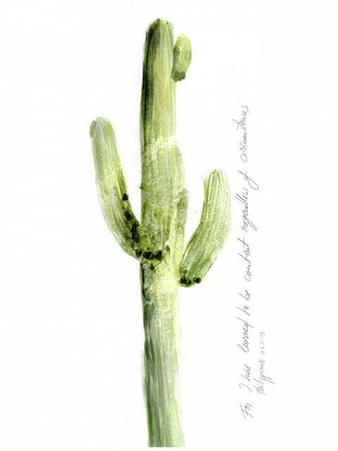 Cactus Verse V