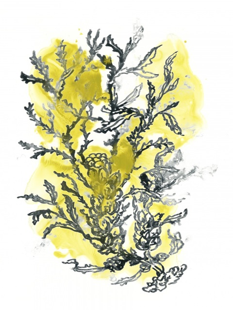 Citron Sea Kelp II