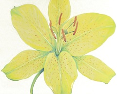 Citron Tiger Lily I