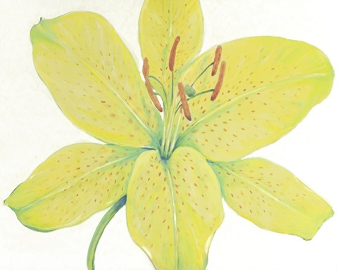 Citron Tiger Lily I