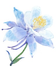Columbine Bloom I