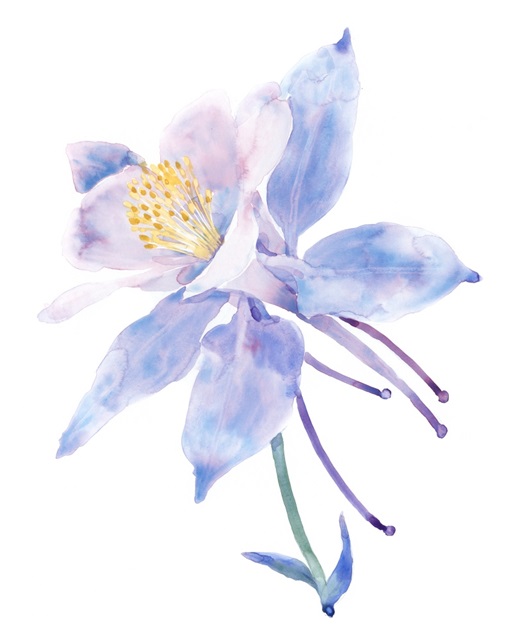 Columbine Bloom II