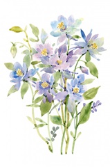 Columbine Spray II