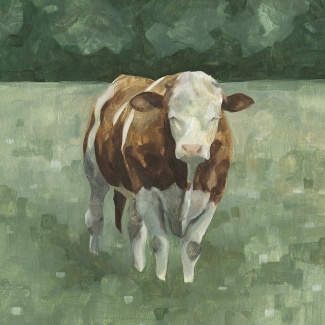 Hereford Cattle II