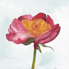 Joyful Peony II