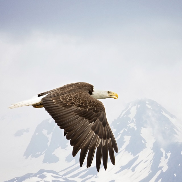 Majestic Eagle I