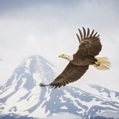Majestic Eagle II