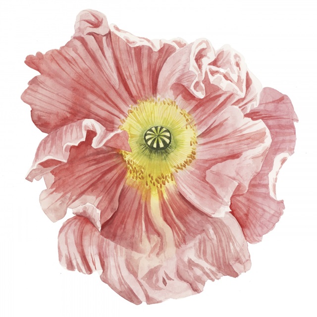 Market Poppy I