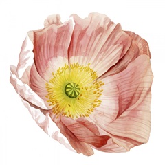 Market Poppy II