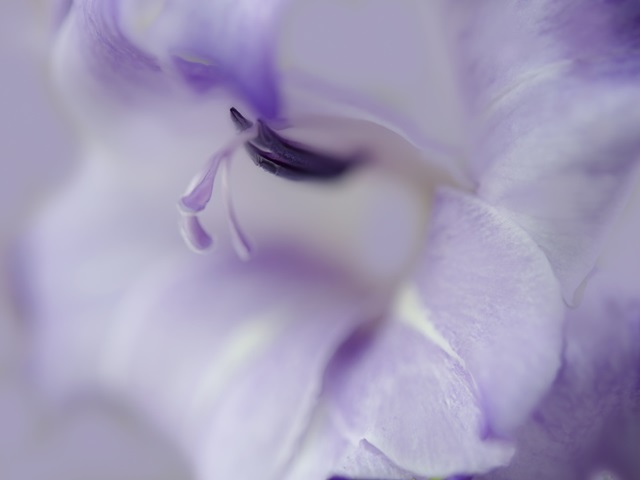 A Gift in Purple I