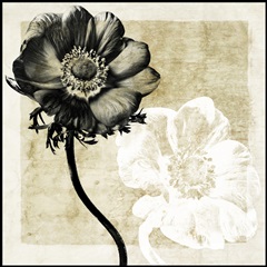 Light From Darkness II