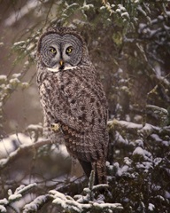 Owl in the Snow I