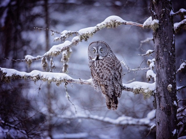 Owl in the Snow II