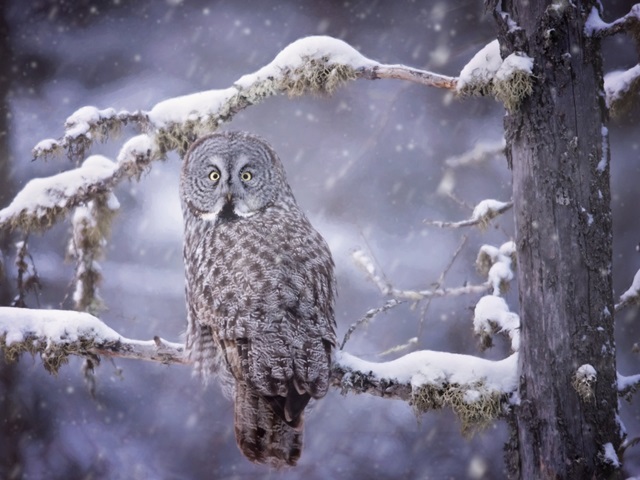 Owl in the Snow III
