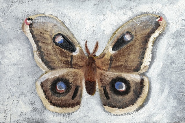 Papillon de Nuit II