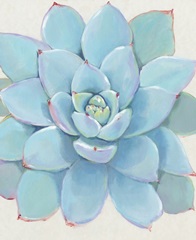 Pastel Succulent I