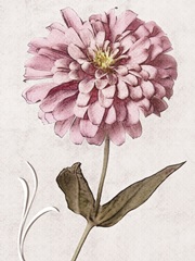 Pink Zinnia I
