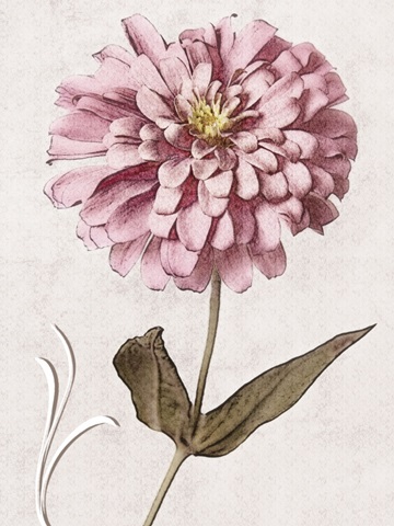Pink Zinnia I