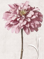 Pink Zinnia II