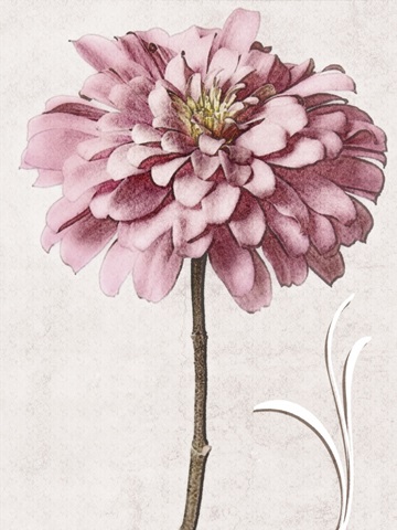 Pink Zinnia II