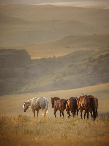 Sunkissed Horses VI