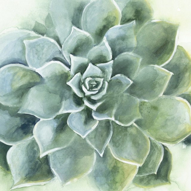 Verdant Succulent II