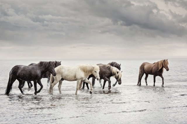 Water Horses IV
