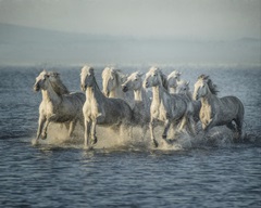 Water Horses VI