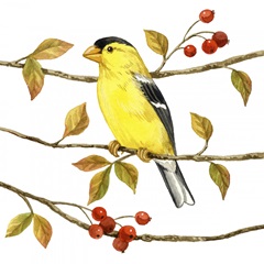 Birds and Berries II