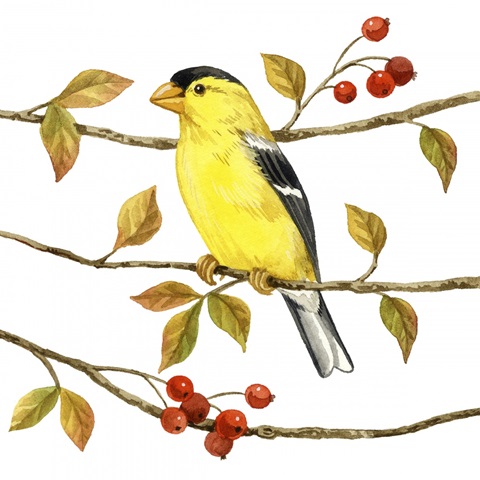 Birds and Berries II