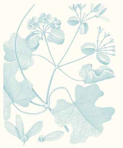 Botanical Study in Spa II