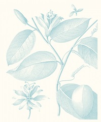 Botanical Study in Spa III