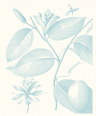 Botanical Study in Spa III
