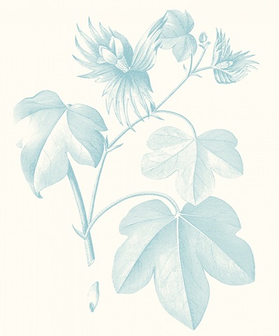 Botanical Study in Spa IV