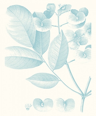 Botanical Study in Spa V