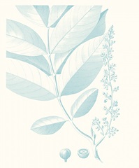 Botanical Study in Spa VI