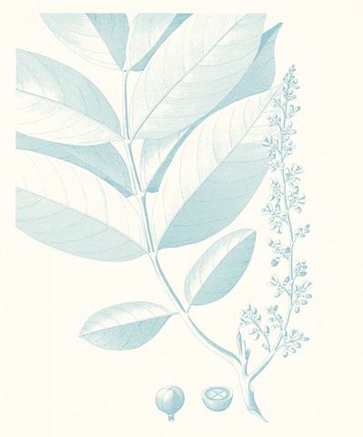 Botanical Study in Spa VI