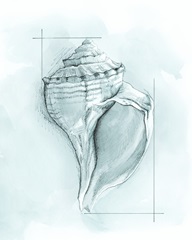Coastal Shell Schematic I