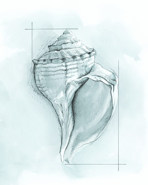 Coastal Shell Schematic I