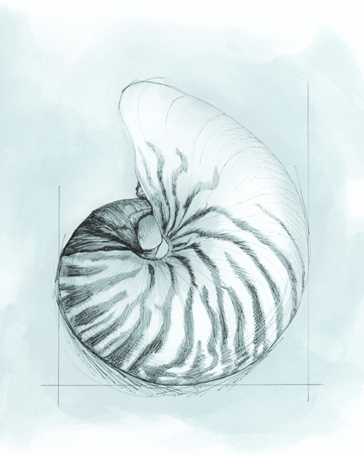 Coastal Shell Schematic II