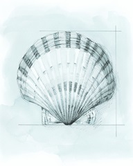Coastal Shell Schematic III