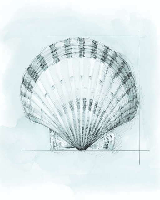 Coastal Shell Schematic III